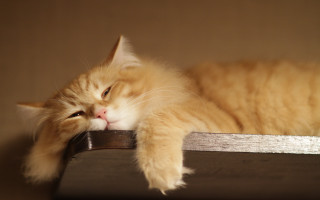 Sleeping cat wooden shelf remote - a remote control free wallpaper