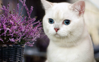 White cat blue eyes purple - a basket free wallpaper