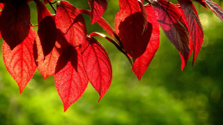 Red leafy branch sunlight macro - art green free wallpaper