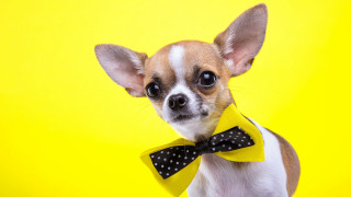 Small dog yellow bow tie - collar free wallpaper