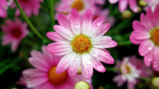 Pink flower water droplets macro 14 - a green stem in the background free wallpaper