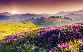 Flower field mountains sunset sunbeam - field free wallpaper for desktop