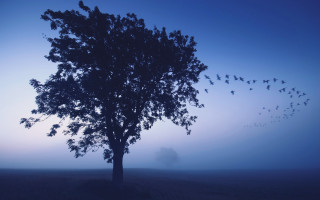 Birds tree foggy field dusk - a blue sky behind free wallpaper