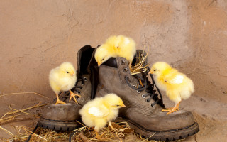 Boots chicks wall straw surrealism - massurrealism free wallpaper