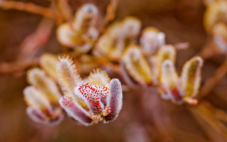 Flower macro blurry bokeh chromatic - a close up of a flower free wallpaper for desktop