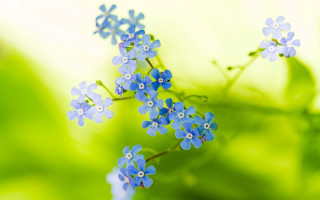 Blue flower macro background leaves - a green plant free wallpaper for desktop