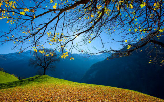 Yellow leaves hill sky sun - yellow leaf free wallpaper