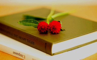 Book flower table leaf art - a green leafy plant free wallpaper for desktop