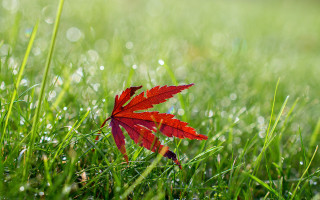 Red leaf dew bokeh nature - shallow depth of field free wallpaper