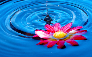 Pink flower blue pond water - a drop of water free wallpaper
