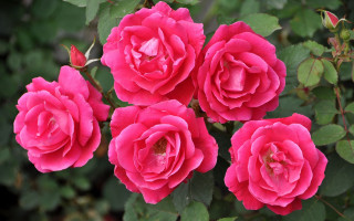 Pink roses garden flower bouquet - a few pink flower free wallpaper for desktop