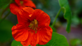 Red flower macro bokeh shallow - the background and a blurry background behind free wallpaper