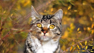 Surprised cat yellow eyes autumn - symmetrical eye free wallpaper