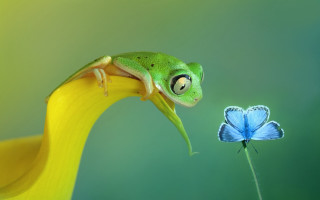 Green frog yellow flower blue - a blue butterfly free wallpaper