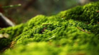 Mossy surface bokeh nature macro - a mossy surface free wallpaper