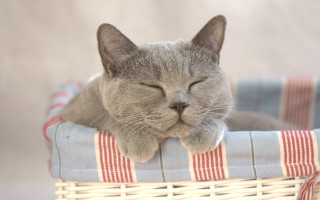 Cat sleeping basket pillow realistic - the pillow free wallpaper
