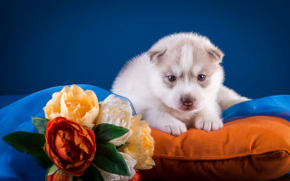 Puppy pillow flower blue shiba - a pillow free wallpaper