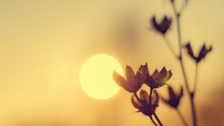 Plant sunset moonlight anamorphic flare - a close up of a plant free wallpaper for desktop