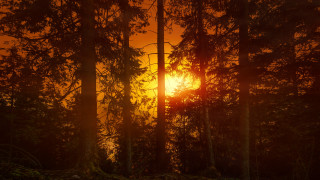 Sunset trees red glow autumn - a red glow free wallpaper