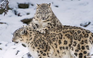 Snow leopards standing in snow - the snow together free wallpaper