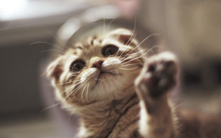 Kitten reaching ball paws tachisme - a ball free wallpaper