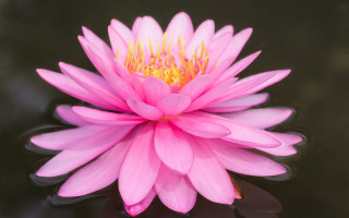 Pink flower black surface water 2 - simple free wallpaper