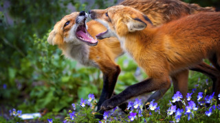 Foxes fighting flower field closeup - tooth free wallpaper