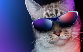 Cat sunglasses synthwave 3d render - synthwave free wallpaper for desktop