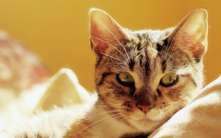 Cat green eyes laying bed 2 - sunlight free wallpaper