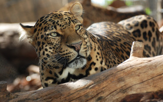 Leopard sad on branch naturalism - a leopard free wallpaper for desktop