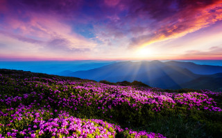 Sunset mountain purple flowers landscape - a purple sky in the background free wallpaper
