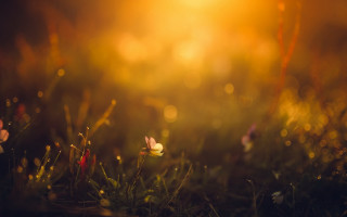 Flower field sunshine grass macro - the grass behind free wallpaper