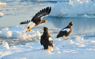 Bald eagles flying ice water - ice chunk free wallpaper