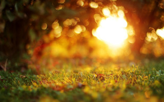 Sunset forest bokeh leaves fire - sunset time free wallpaper