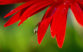 Red flower water drop macro - a drop of water free wallpaper for desktop