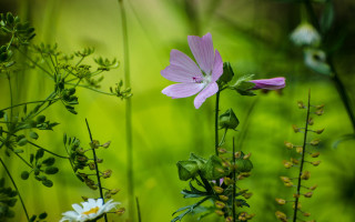 Pink flower green field macro - a green field free wallpaper for desktop