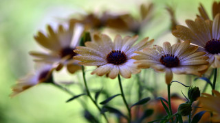 Yellow flower water droplets vase - a vase free wallpaper for desktop
