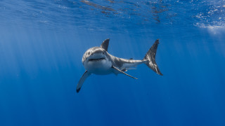 Shark camera underwater ocean starry - a shark swimming in the ocean free wallpaper