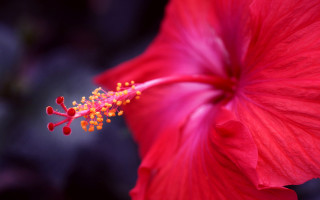 Red flower yellow stamen green 4 - the end free wallpaper