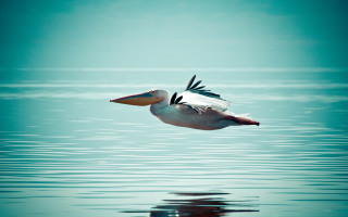 Bird reflection over water ocean - over a body of water free wallpaper