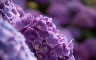 Purple hydrangea wisteria bokeh macro - lot of flowers free wallpaper