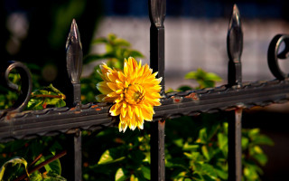Yellow flower black fence green 2 - a black fence free wallpaper