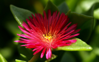 Red flower yellow center green 14 - a yellow center free wallpaper