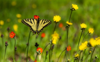 Butterfly flower field bokeh nature 2 - nature photography free wallpaper for desktop