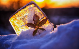 Leaf ice sunset nature blurry - the sun shining behind free wallpaper