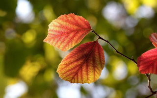 Branch leaves autumn macro blurry - a branch free wallpaper