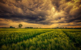 Green grass lone tree cloudy - stormy weather free wallpaper