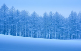 Snowy landscape trees blue sky 5 - a line of trees free wallpaper