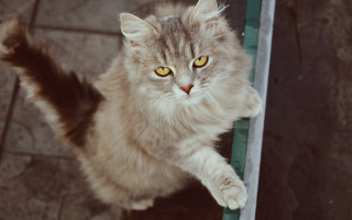 Cat yellow eyes standing on - sharp claw free wallpaper