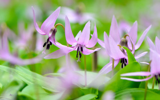 Pink flower green leaves bokeh 5 - the background and a blurry background of grass free wallpaper